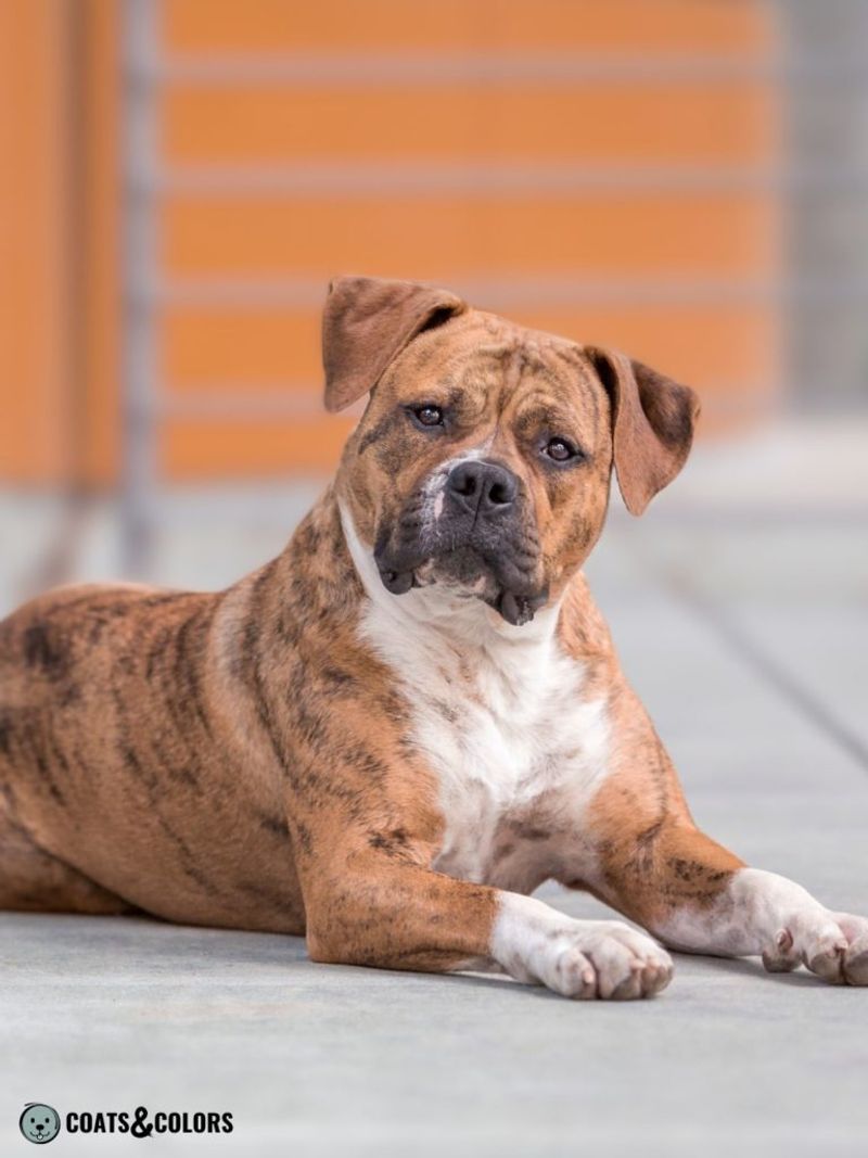Brindle