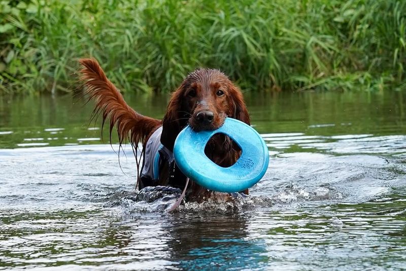 Irish Setter