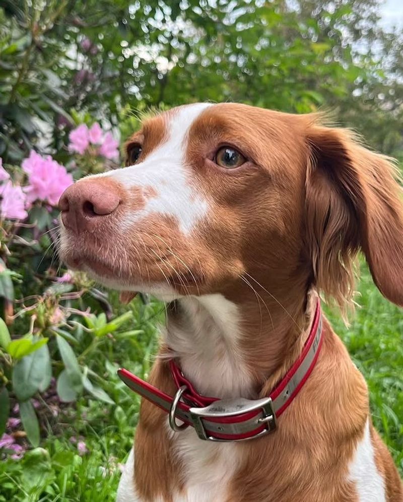 Brittany Spaniel