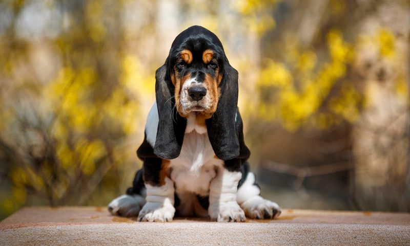 Basset Hound