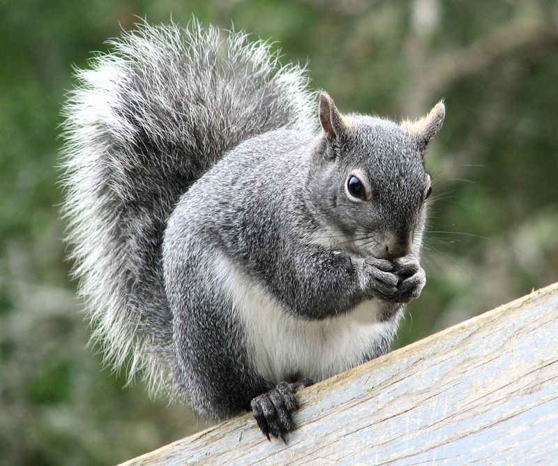 Gray Squirrel