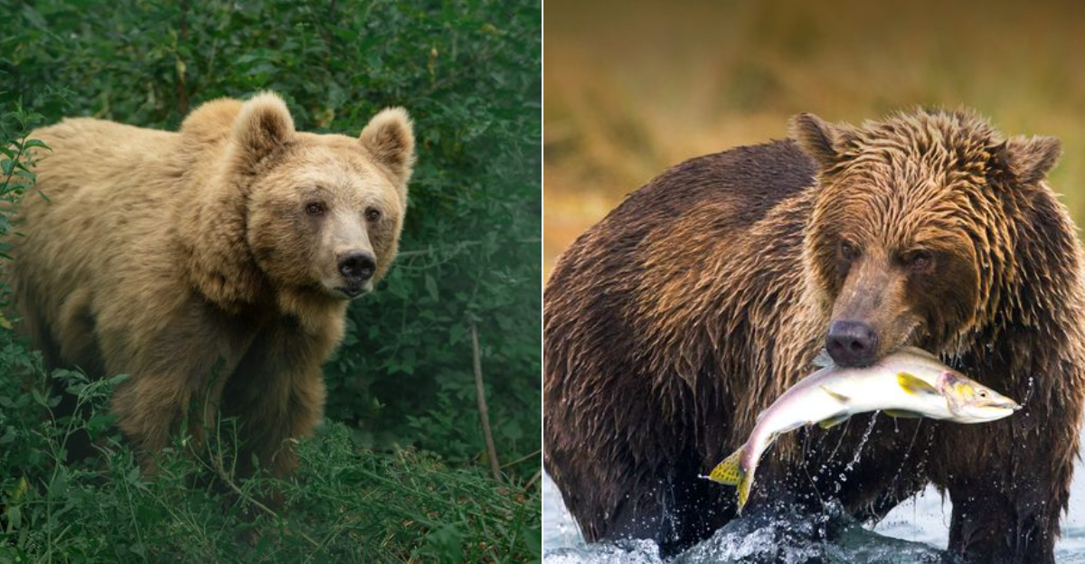 Brown Bear Vs Grizzly Bear: 12 Key Differences