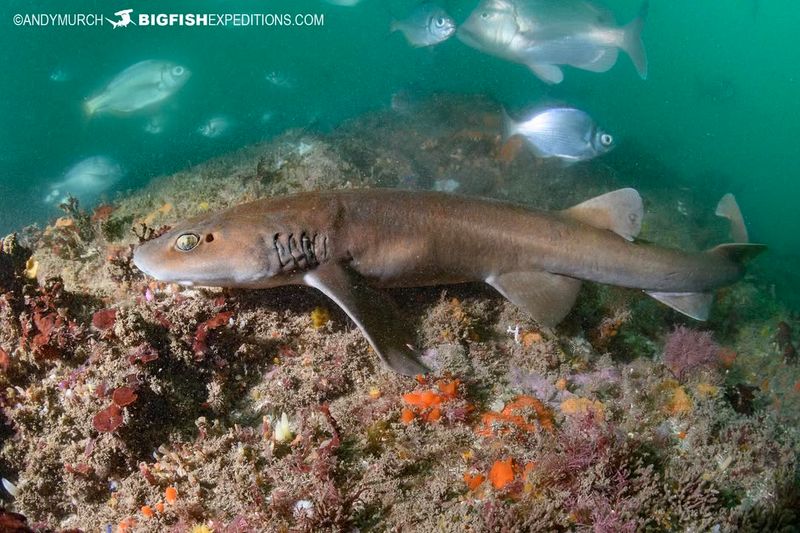 Brown Catshark