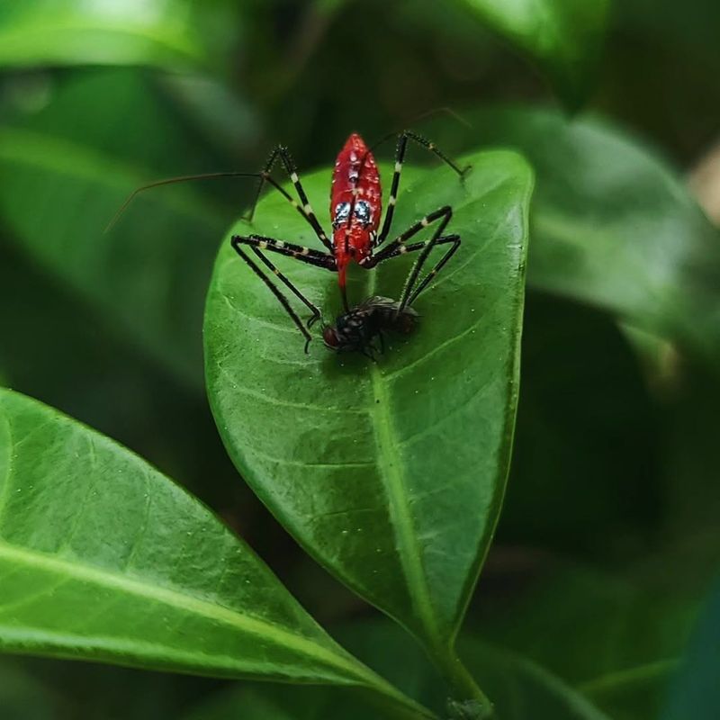 Assassin Bug