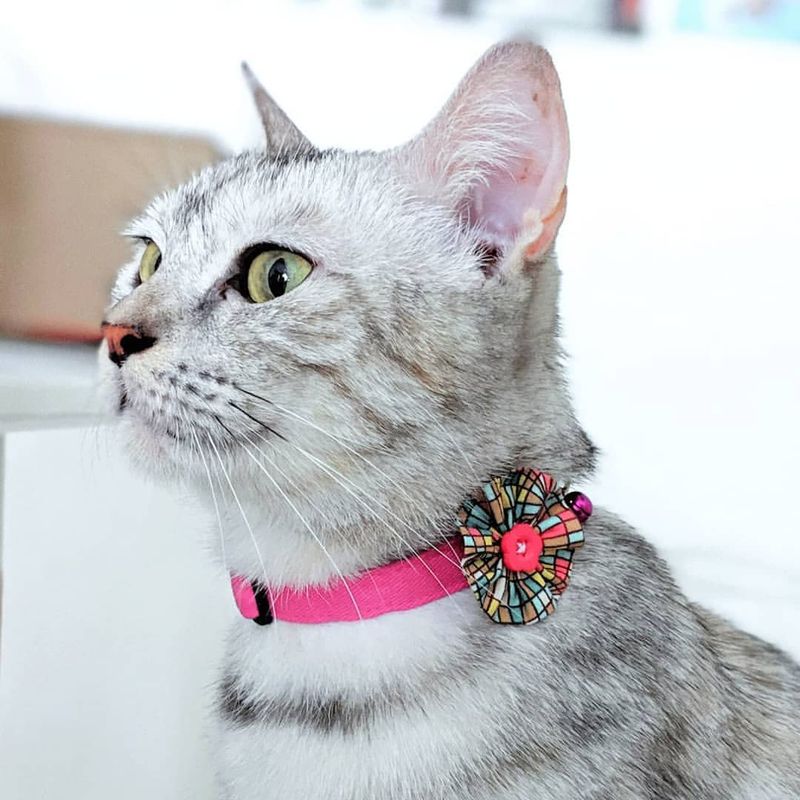 Cat Collar