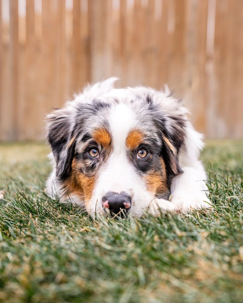 Australian Shepherd