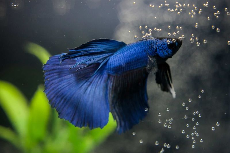Bubble Nests