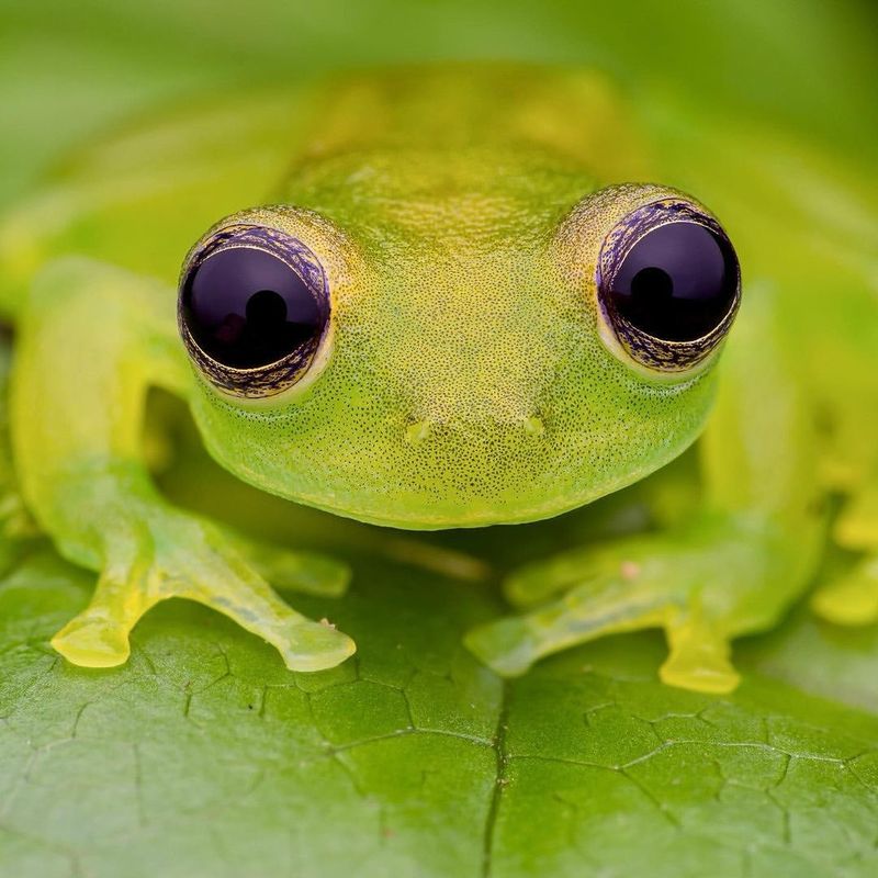 Glass Frog With See-Through Skin