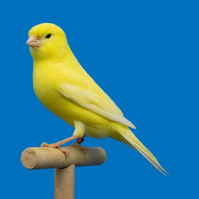 Canary