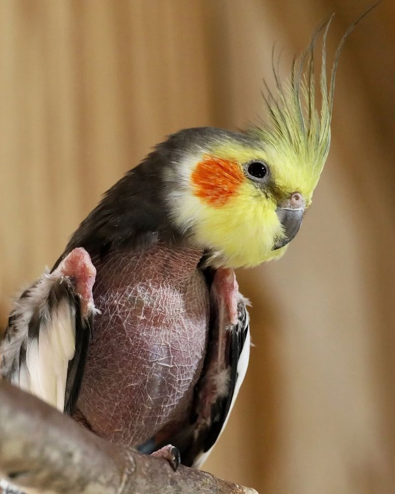 Cockatiel