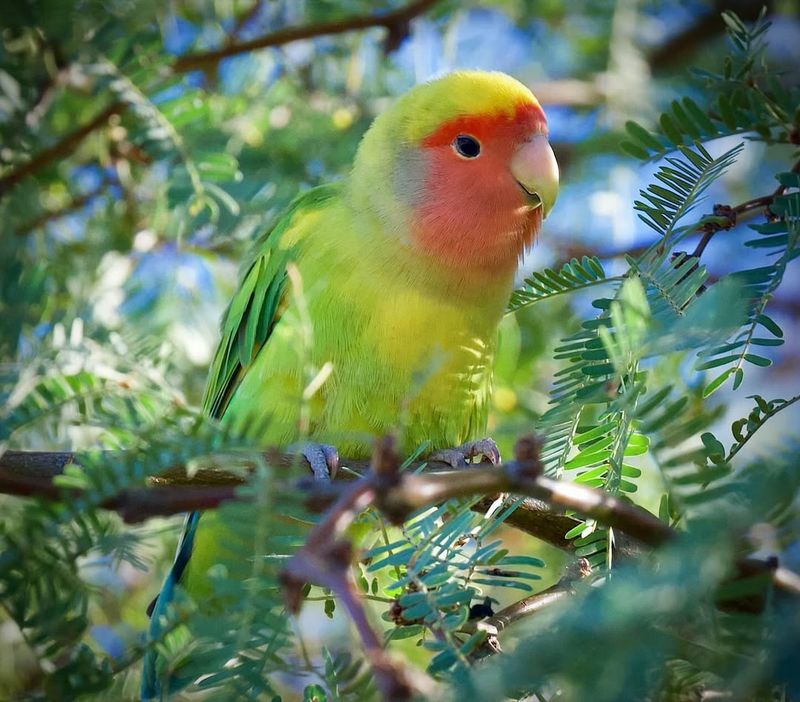 Lovebird