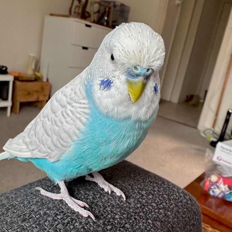 Budgerigar (Budgie)