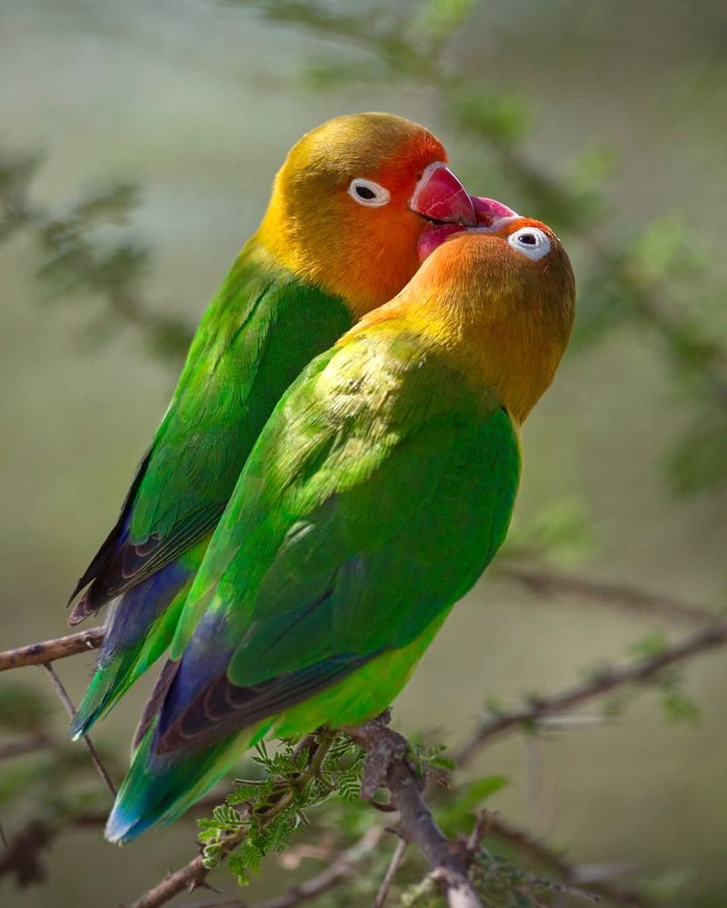 Lovebird