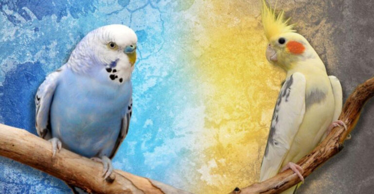 Budgie VS. Cockatiel: Which Is The Perfect Bird For First-Time Owners?