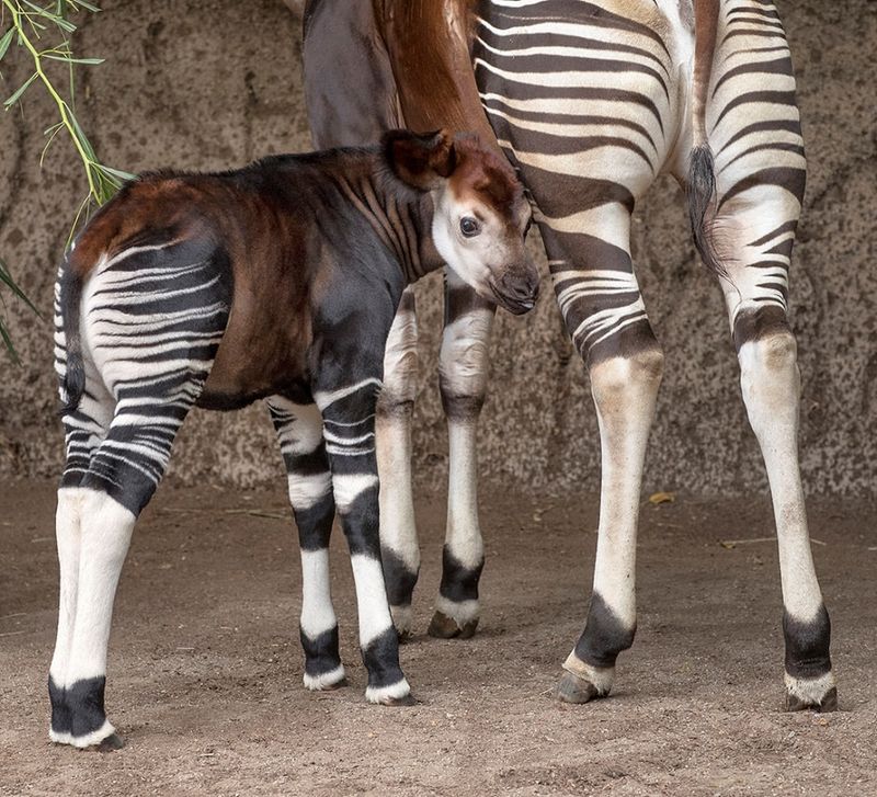 Secretive Calves Stay Hidden