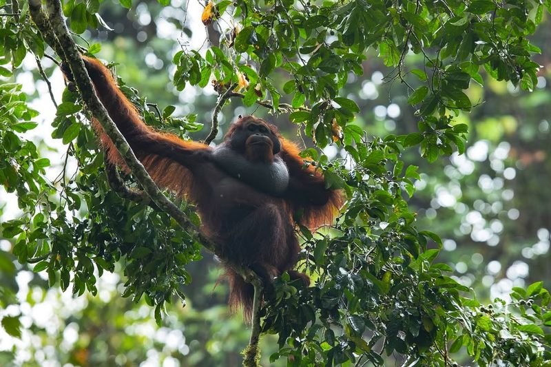 Danum Valley, Malaysia