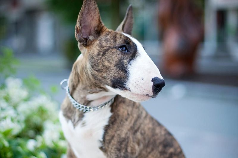 Bull Terrier