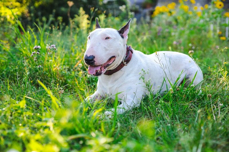 Bull Terrier