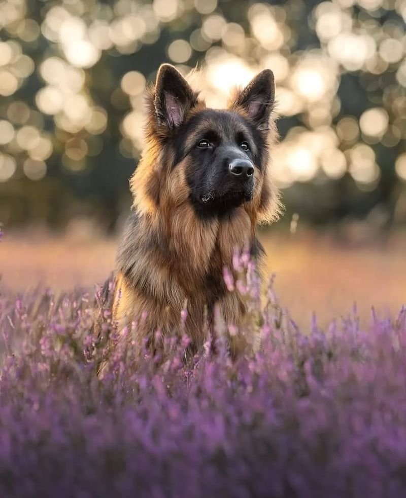 German Shepherd