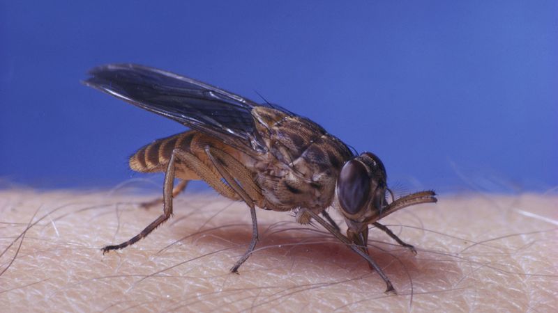 Tsetse Fly