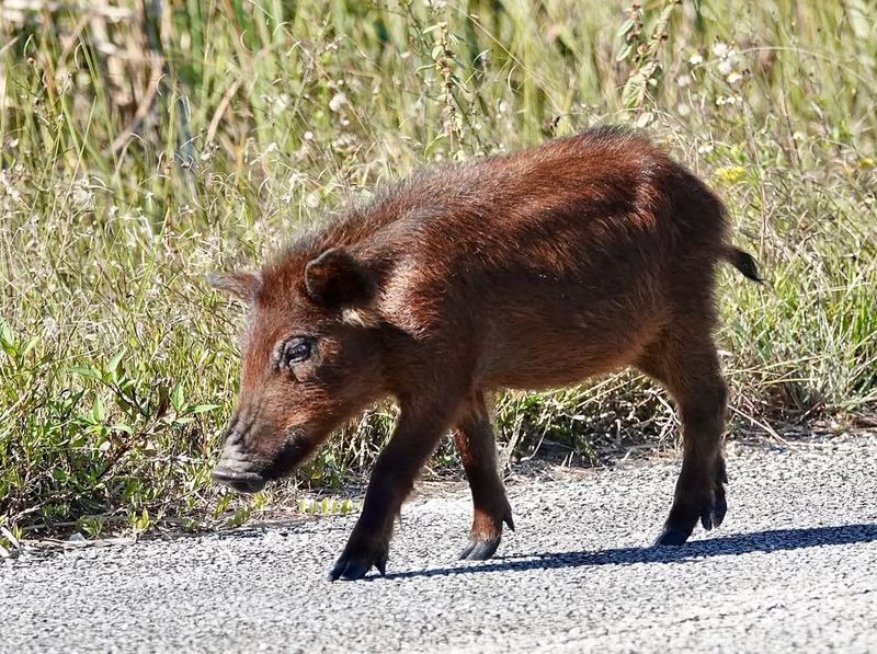 Wild Boar