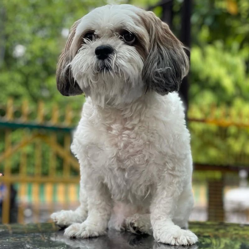 Lhasa Apso