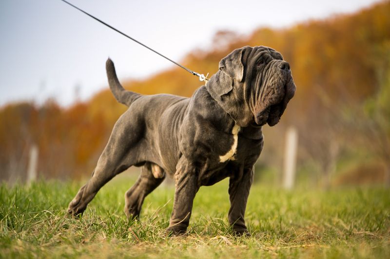 Neapolitan Mastiff