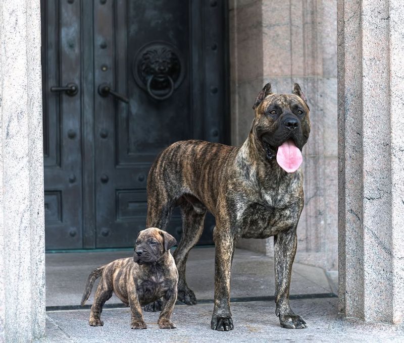 Presa Canario