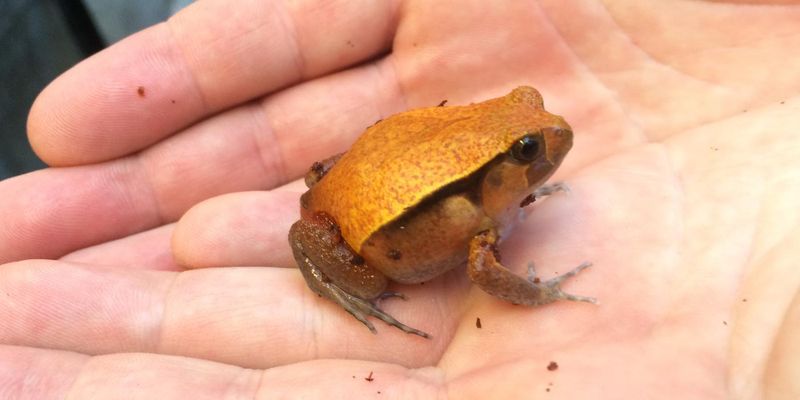 Tomato Frog