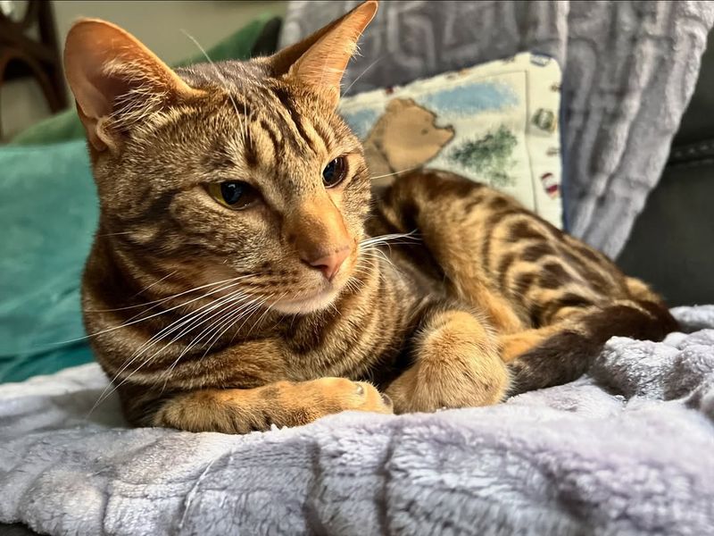 Ocicat