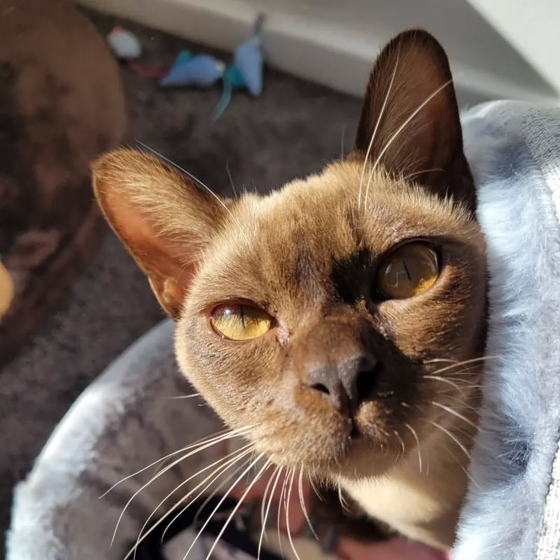 Burmese