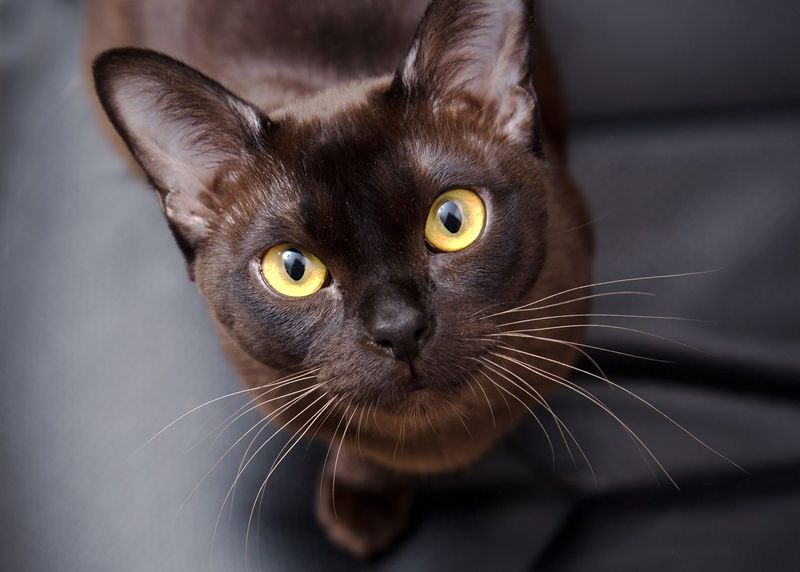 Burmese Cat