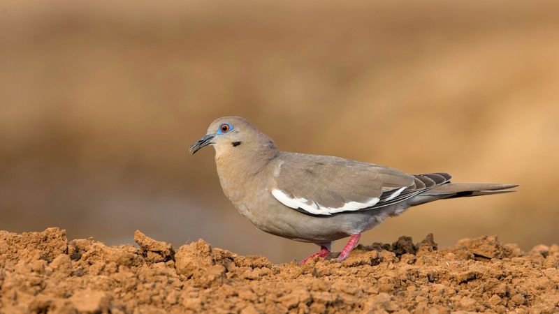 White-winged Dove