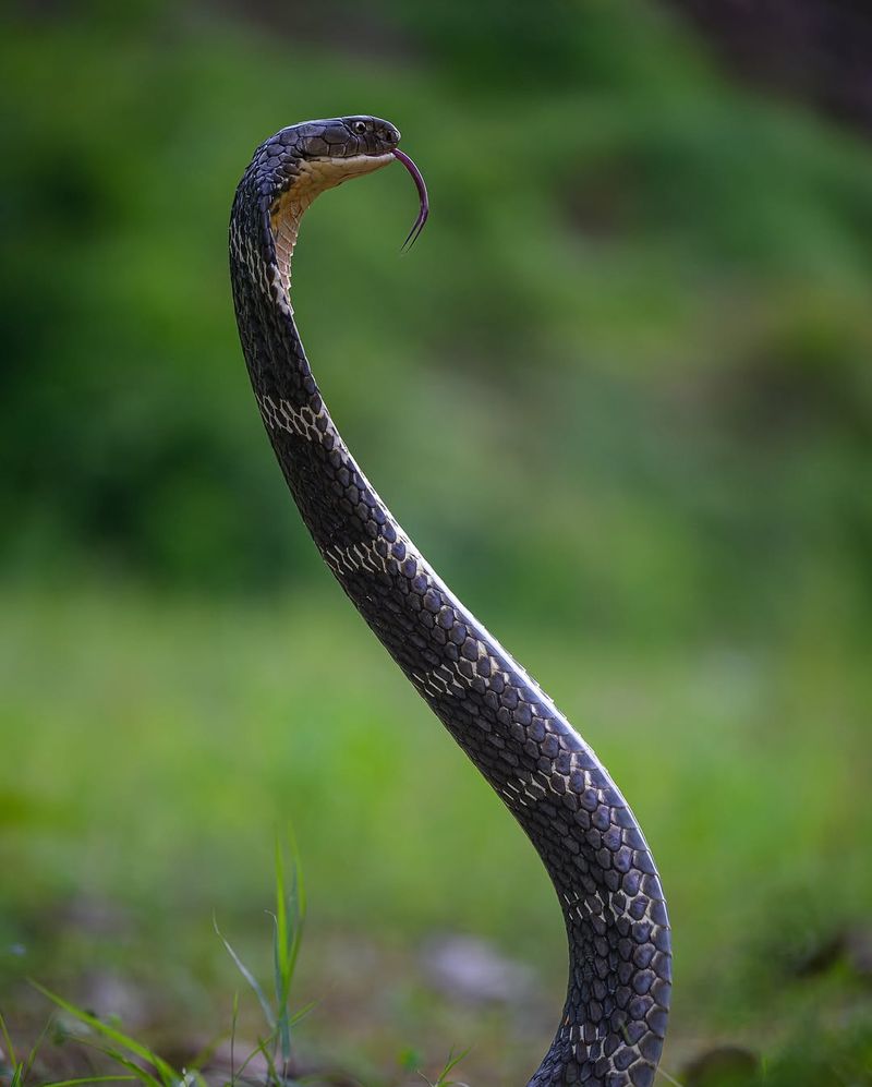 King Cobra