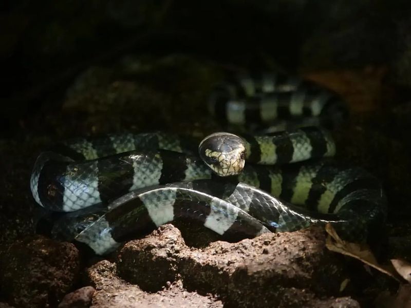 Banded Sea Krait