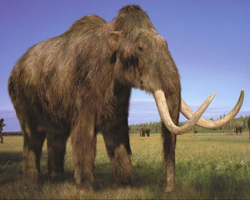 Cloning and Mammoth DNA