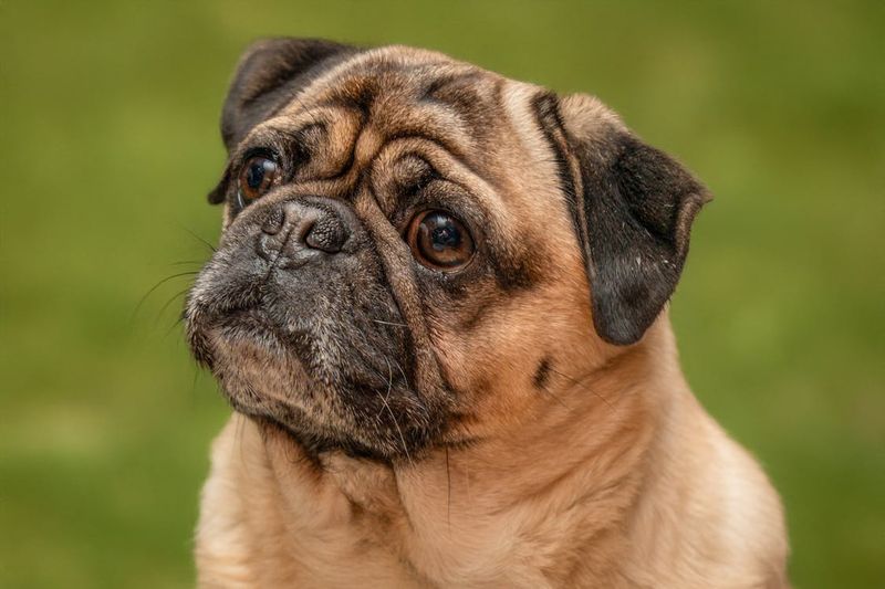 Pug