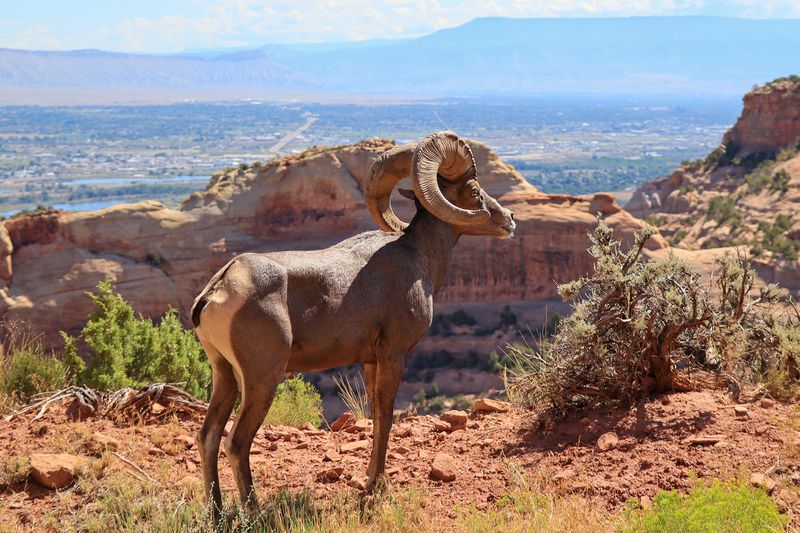 Colorado - Rocky Mountain Bighorn Sheep