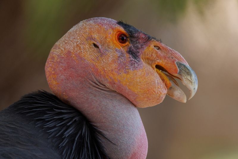 California Condor