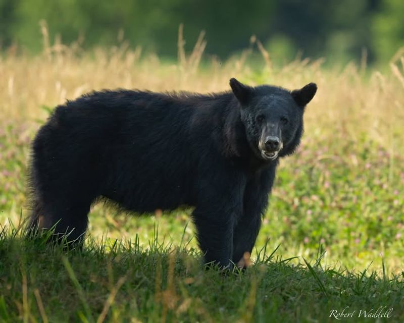 American Black Bear