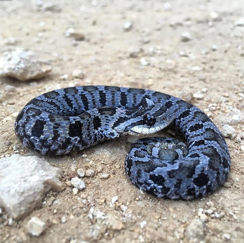 Hognose Snake