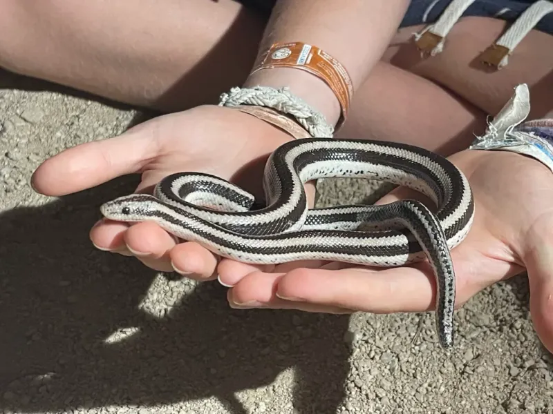 Rosy Boa