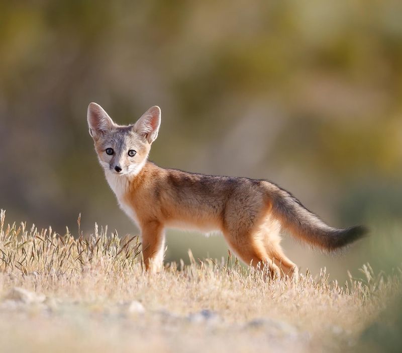 Arizona - Kit Fox