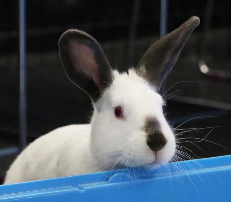 Californian Rabbit
