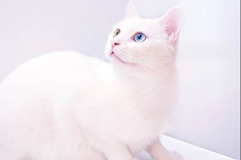 Albinism Vs. White Fur