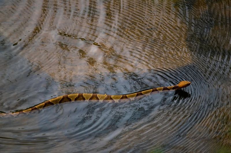 Copperhead Social Behavior