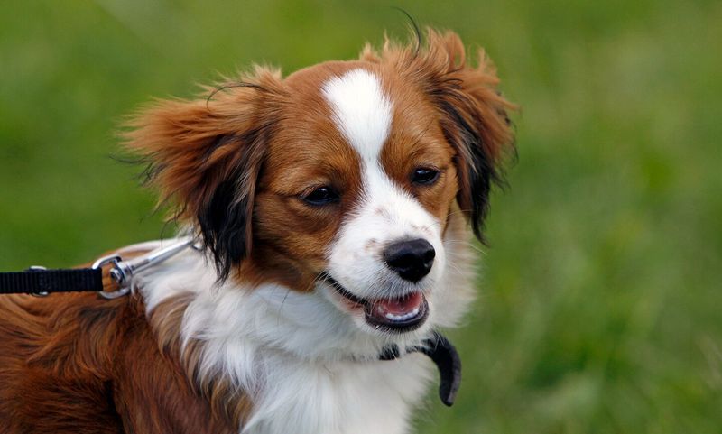 Kooikerhondje