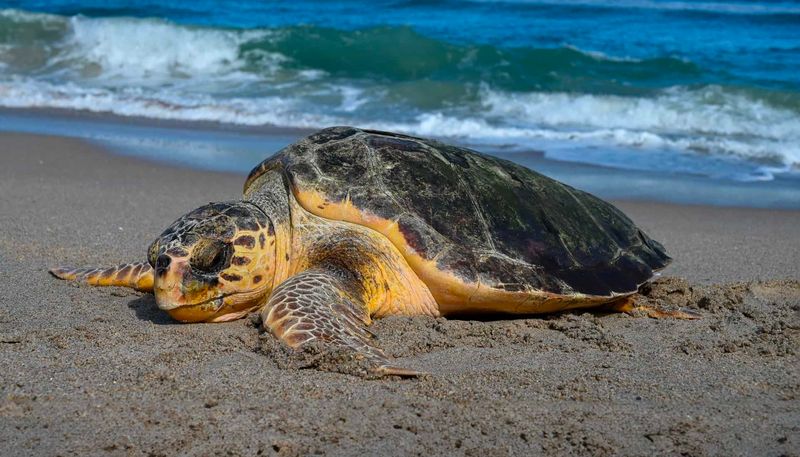 Florida's Sea Turtle Protection Program