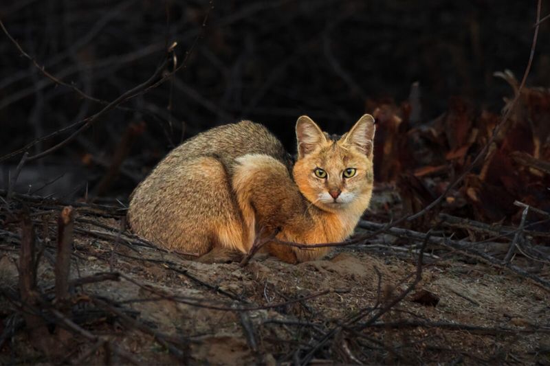 Jungle Cat