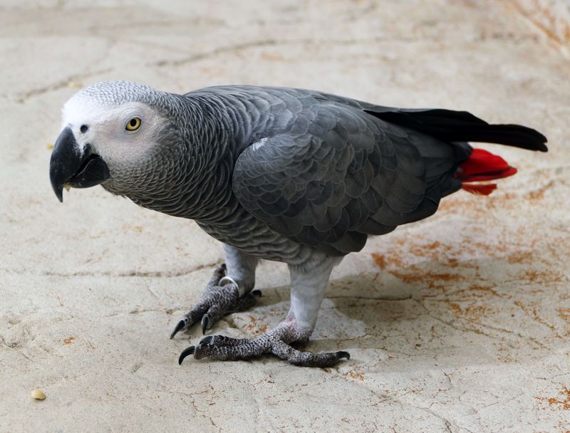 African Grey Parrot